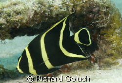 Juvenile French Angelfish by Richard Goluch 